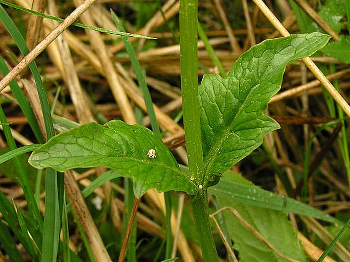 Valeriana simplicifolia