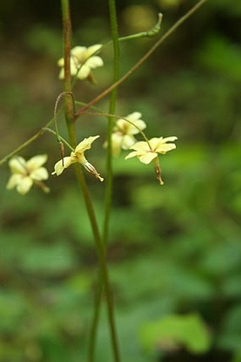 Vancouveria chrysantha