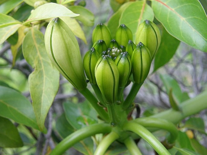 Vanilla phalaenopsis