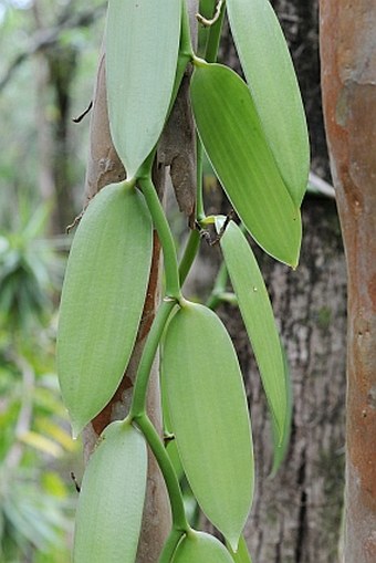 Vanilla planifolia