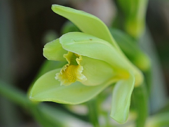 Vanilla planifolia