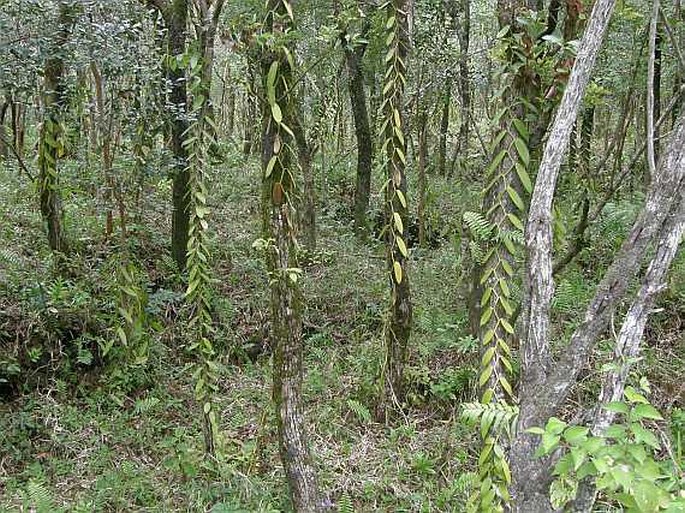 Vanilla planifolia