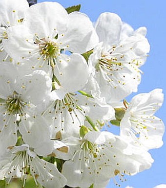Kvetoucí Barborka