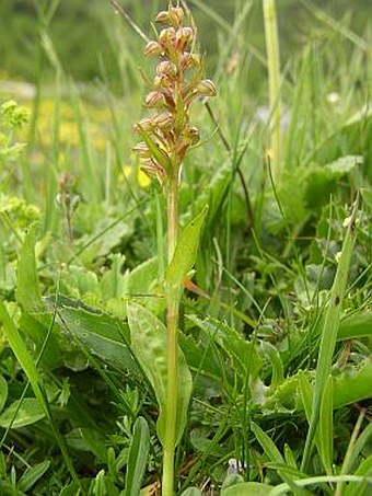 Dactylorhiza viridis