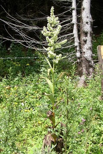 Veratrum album