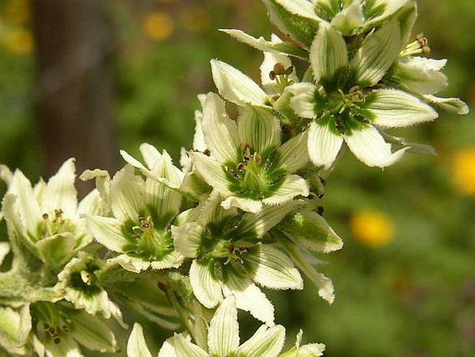 Veratrum album