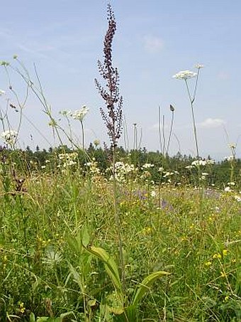 Veratrum nigrum