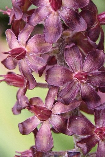 Veratrum nigrum