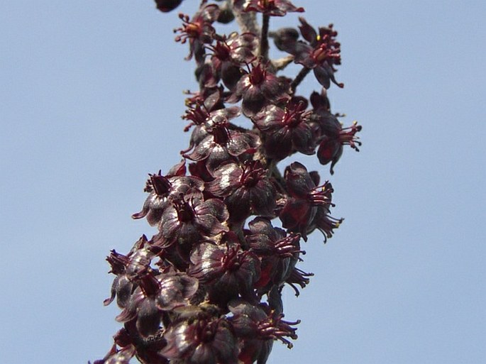 Veratrum nigrum