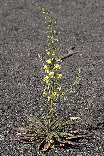 Verbascum cystolithicum