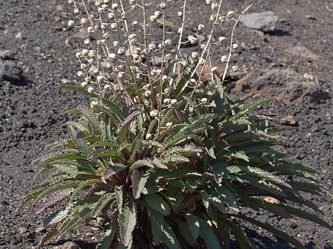 Verbascum cystolithicum