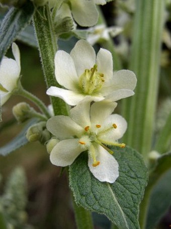 Verbascum lychnitis subsp. moenchii