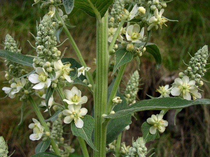 VERBASCUM LYCHNITIS subsp. MOENCHII (C. F. Schultz) Holub et Mladý – divizna knotovkovitá bělokvětá / divozel kukučkovitý