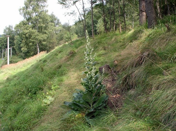 Verbascum lychnitis subsp. moenchii