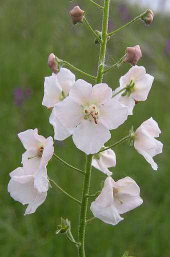 Verbascum phoeniceum