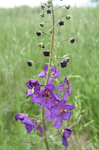 Verbascum phoeniceum