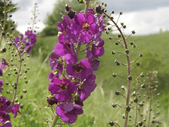 VERBASCUM PHOENICEUM L. – divizna brunátná / divozel tmavočervený