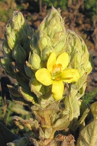 Verbascum thapsus