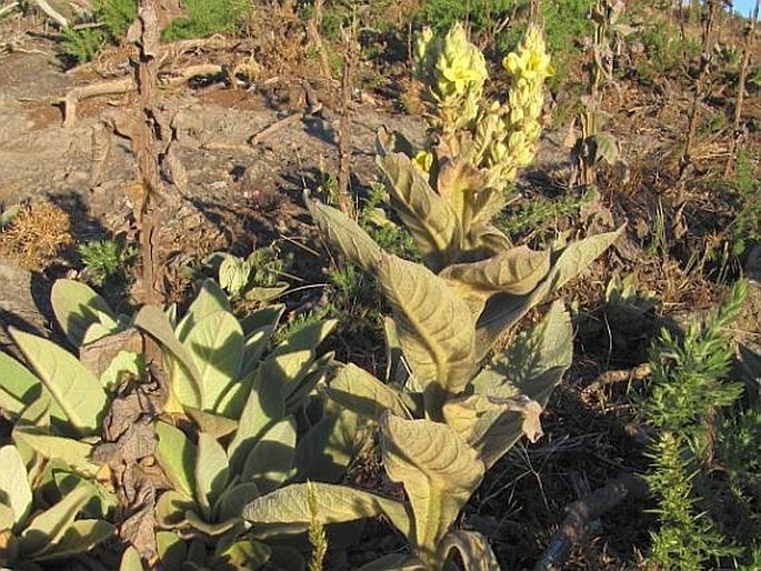 Verbascum thapsus