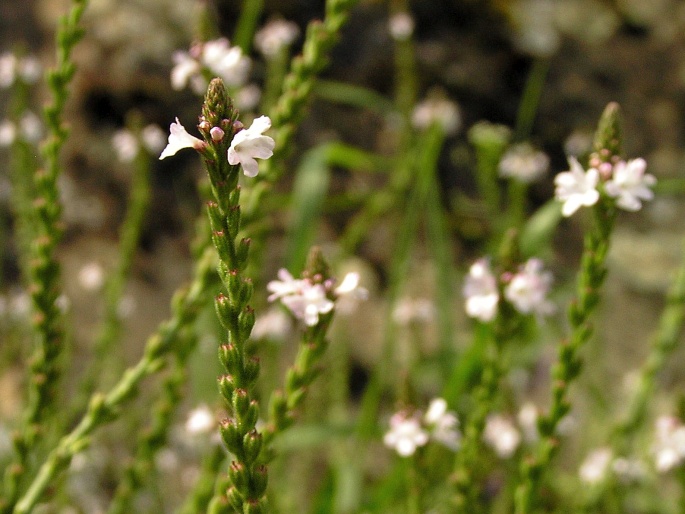 VERBENA OFFICINALIS L. - sporýš lékařský / železník lekársky