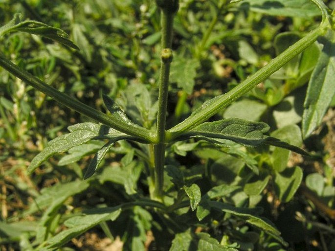 Verbena officinalis