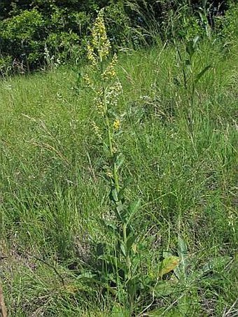 Verbascum lychnitis