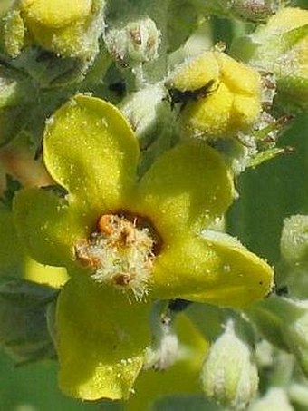 Verbascum lychnitis