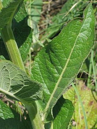 Verbascum lychnitis