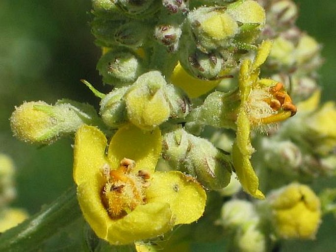 VERBASCUM LYCHNITIS L. subsp. LYCHNITIS – divizna knotovitá / divozel kukučkovitý