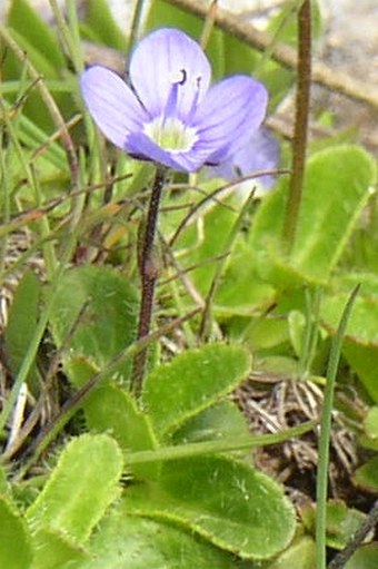 Veronica aphylla