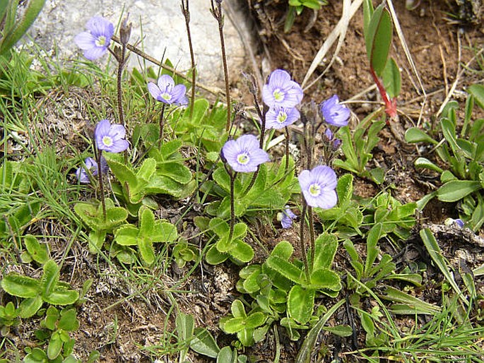 VERONICA APHYLLA L. – rozrazil bezlistý / veronika bezlistá