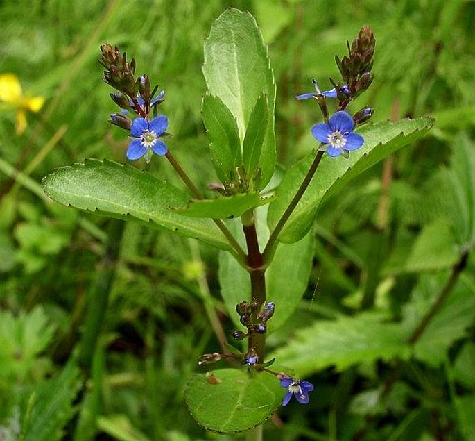 Veronica beccabunga