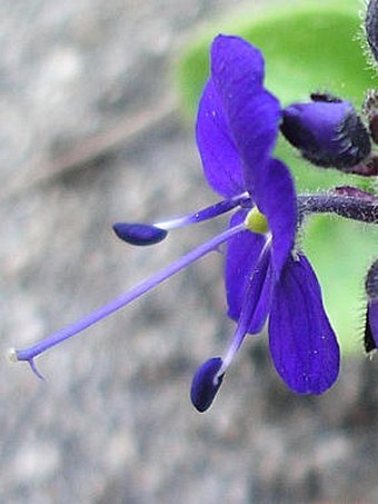 Veronica grandiflora