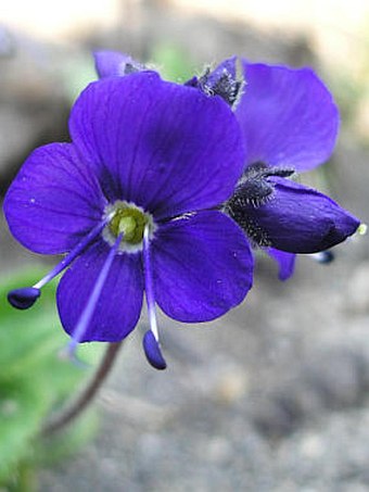 Veronica grandiflora