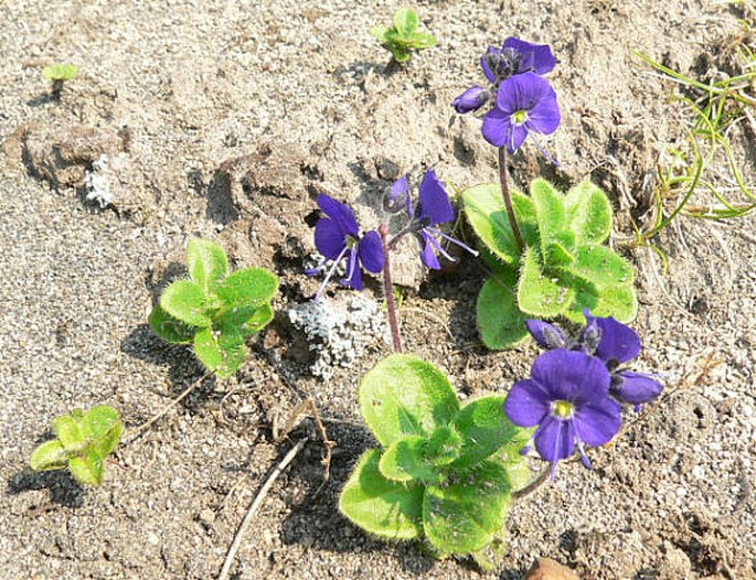 VERONICA GRANDIFLORA Gaertn. – rozrazil / veronika