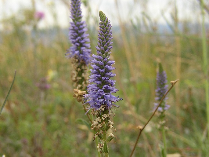 VERONICA SPICATA L. – rozrazil klasnatý / veronikovec klasnatý