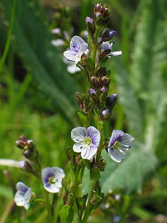 Veronica serpyllifolia