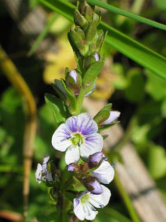 Veronica serpyllifolia