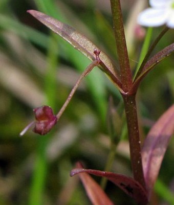 Veronica scutellata