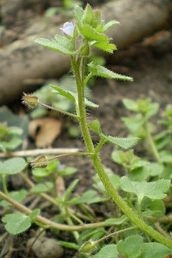 Veronica sublobata