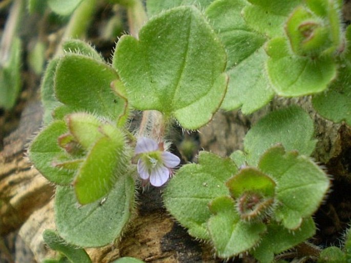 VERONICA SUBLOBATA M. Fischer – rozrazil laločnatý / veronika laločnatá