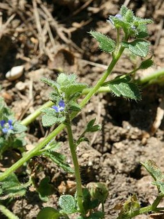 Veronica triloba