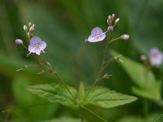 VERONICA URTICIFOLIA Jacq. – rozrazil kopřivolistý / veronika pŕhľavolistá