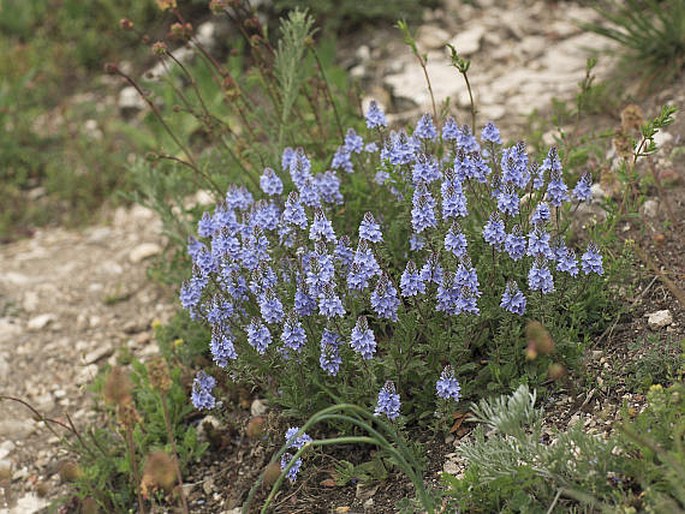 VERONICA PROSTRATA L. – rozrazil rozprostřený / veronika rozprestrená