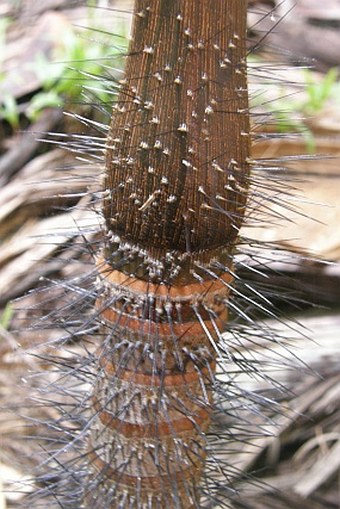 Verschaffeltia splendida