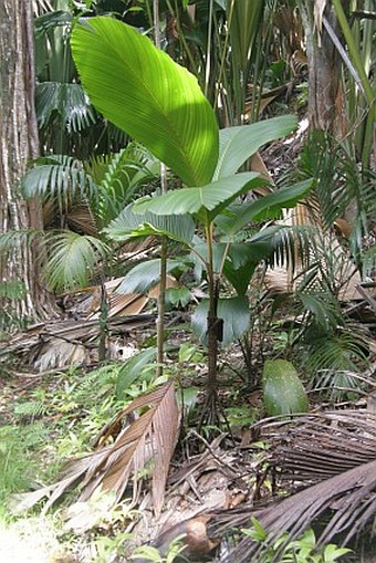 Verschaffeltia splendida