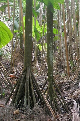 Verschaffeltia splendida