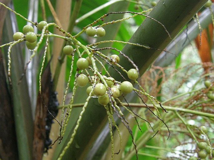 Verschaffeltia splendida