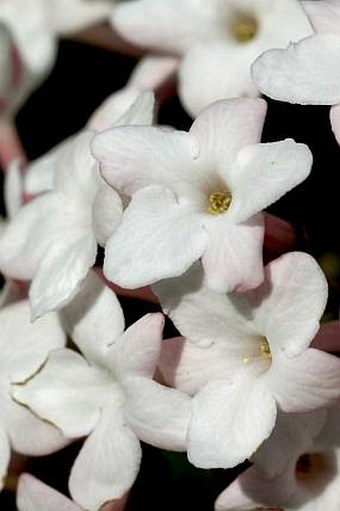 Viburnum ×carlcephalum