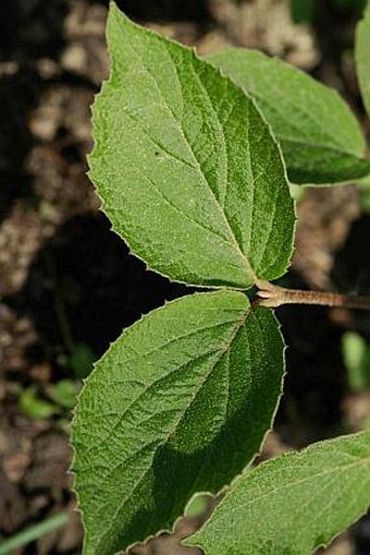 Viburnum ×carlcephalum